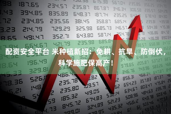 配资安全平台 米种植新招：免耕、抗旱、防倒伏，科学施肥保高产！