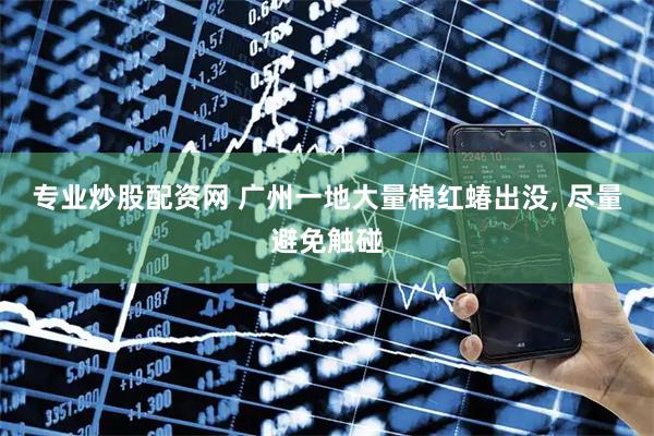 专业炒股配资网 广州一地大量棉红蝽出没, 尽量避免触碰